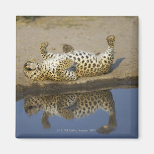 Leopard (Panthera pardus) female rolling on Magnet