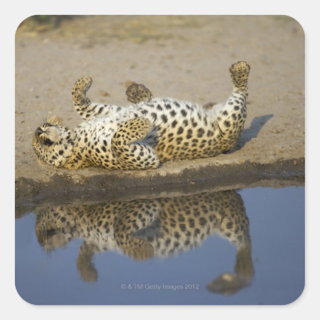 Leopard (Panthera pardus) female rolling on Square Sticker (Front)