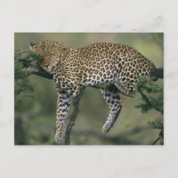 Leopard, (Panthera pardus), Kenya, Masai Mara