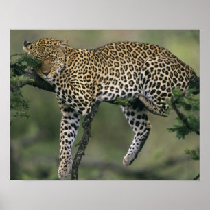 Leopard, (Panthera pardus), Kenya, Masai Mara Poster