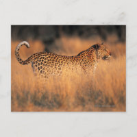 Leopard (Panthera pardus)