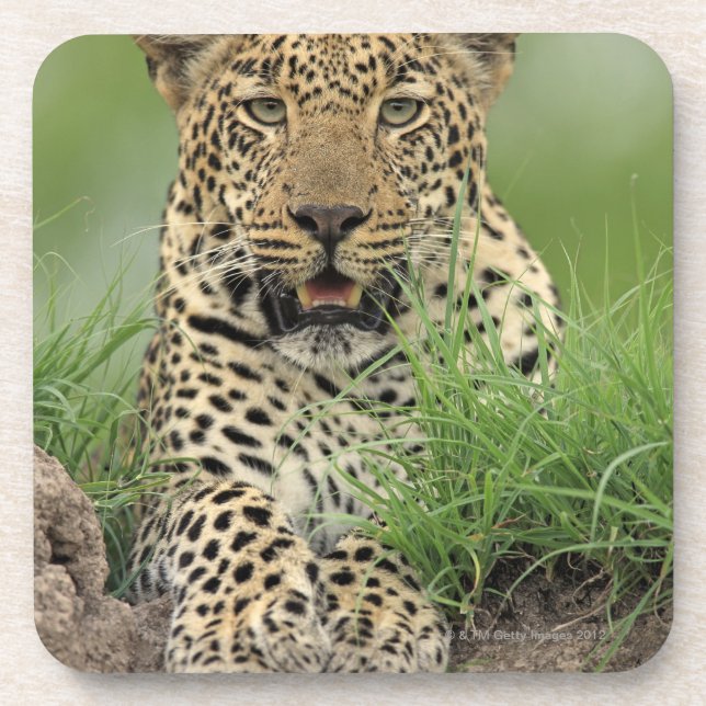 Leopard, Panthera pardus, Sabi Sabi Game Coaster (Front)