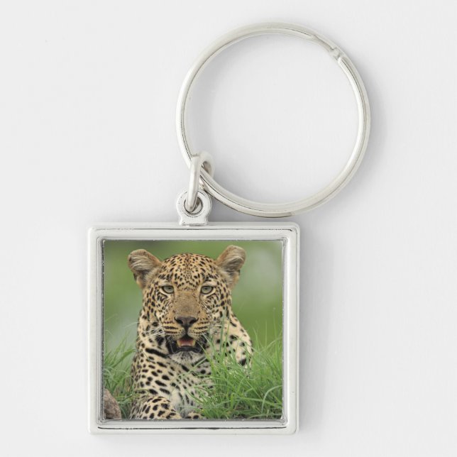 Leopard, Panthera pardus, Sabi Sabi Game Key Ring (Front)