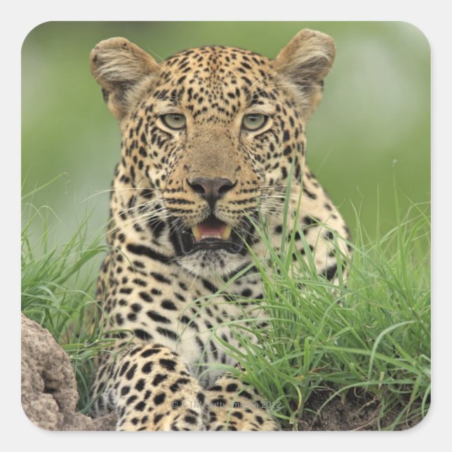 Leopard, Panthera pardus, Sabi Sabi Game Square Sticker (Front)