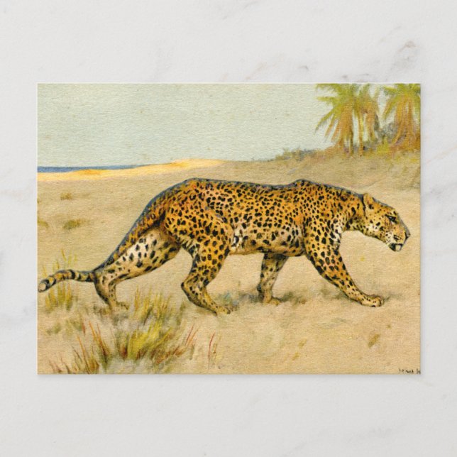 Leopard, pastel, artist unknown postcard (Front)