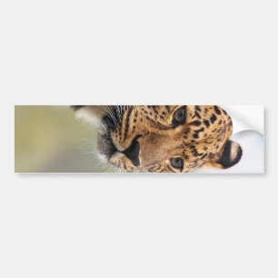 Leopard Photo Bumper Sticker