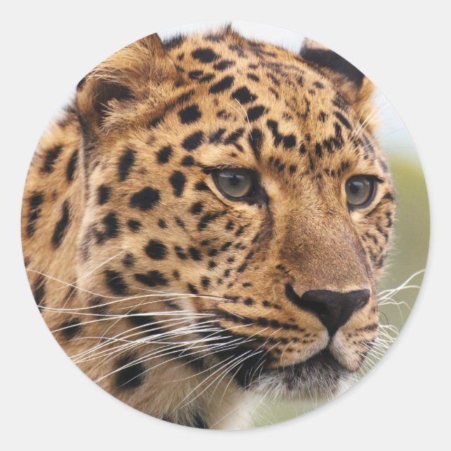 Leopard Photo Classic Round Sticker (Front)