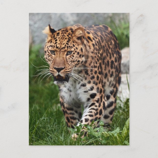 Leopard Photo Postcard (Front)