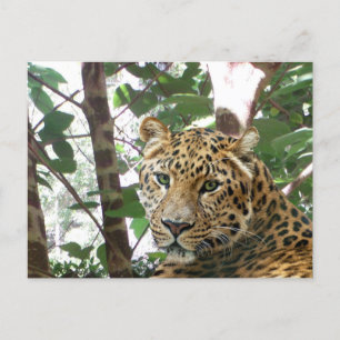 Leopard Photo Postcard