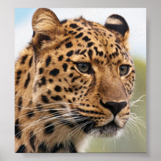 Leopard Photo Poster