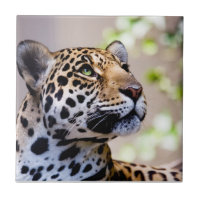 Leopard Photograph