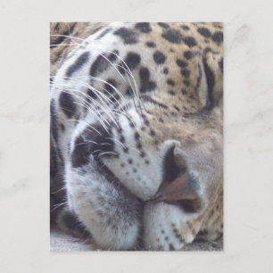 Leopard Picture Postcard