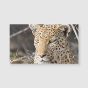 Leopard portrait