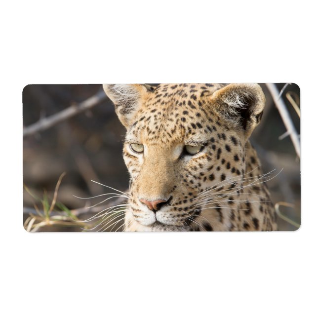 Leopard portrait (Front)