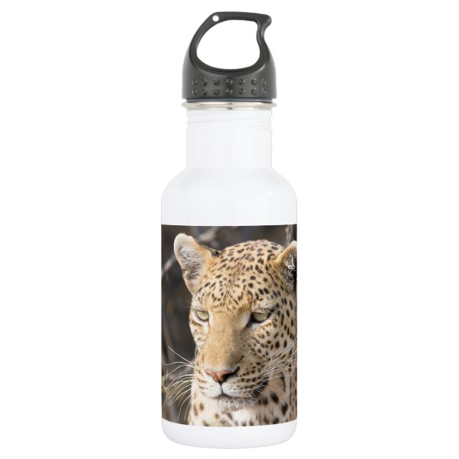 Leopard portrait 532 ml water bottle (Front)