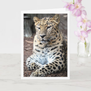 Leopard Portrait Card