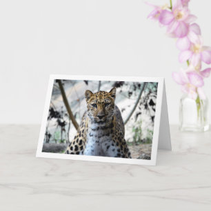 Leopard Portrait Card