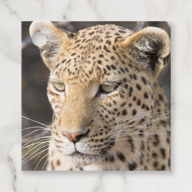 Leopard portrait favour tags (Front)