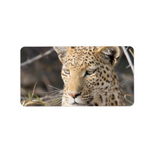 Leopard portrait label
