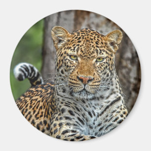 Leopard Portrait Magnet