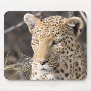 Leopard portrait mouse pad