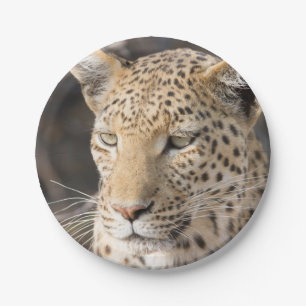 Leopard portrait paper plate