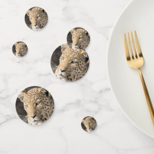 Leopard portrait photo confetti