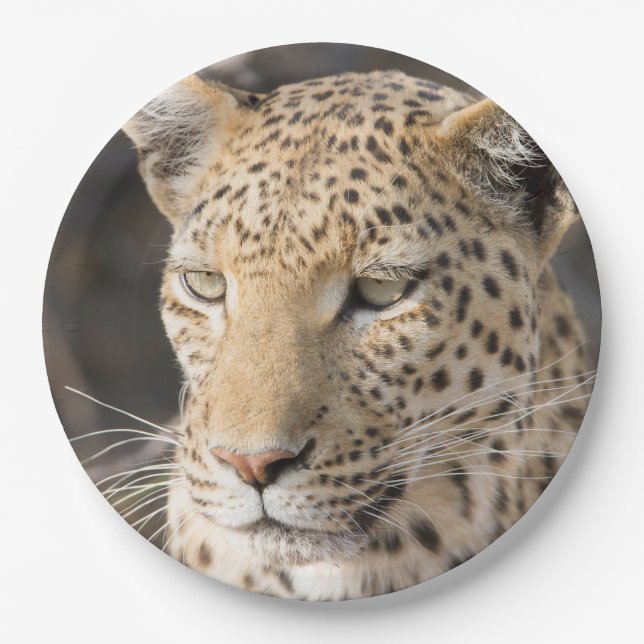 Leopard portrait photo paper plate (Front)