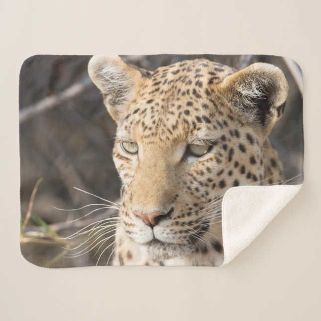 Leopard portrait photo sherpa blanket (Front (Horizontal))