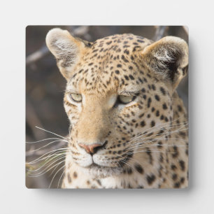 Leopard portrait plaque