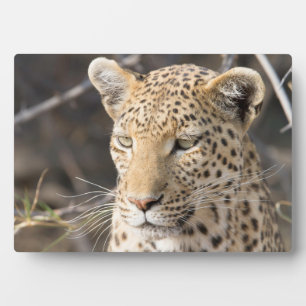 Leopard portrait plaque