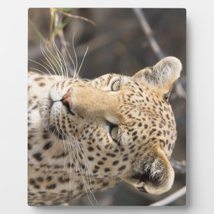 Leopard portrait plaque