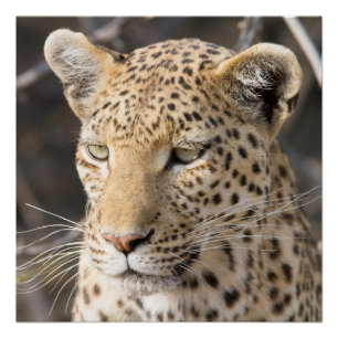 Leopard portrait poster