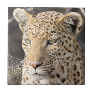 Leopard portrait tile