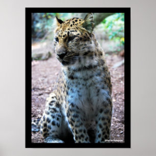 Leopard Pose Poster
