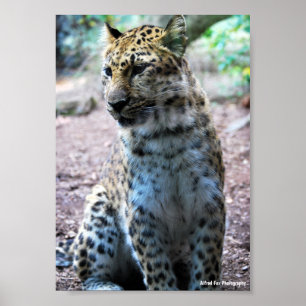 Leopard Pose Poster