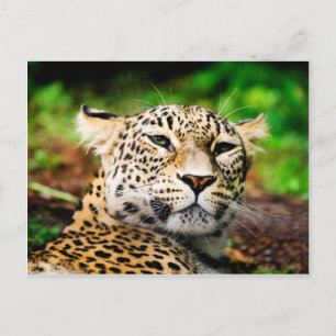 Leopard Postcard