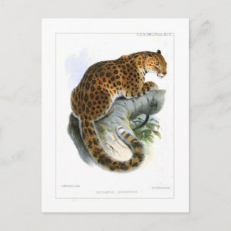 Leopard Postcard