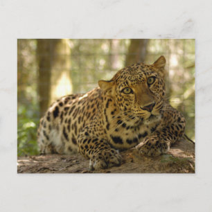 Leopard Postcard