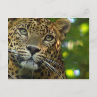 Leopard Postcard