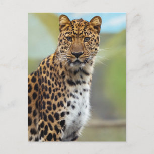 Leopard Postcard