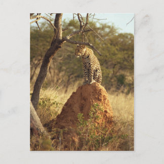 Leopard Postcard