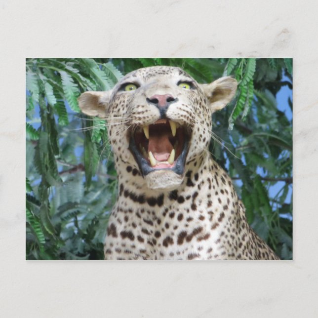Leopard Postcard (Front)