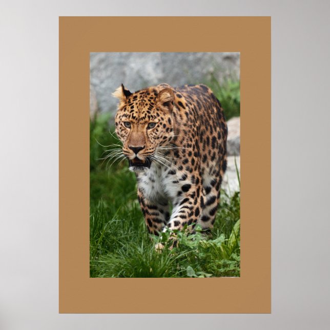 Leopard Poster (Front)