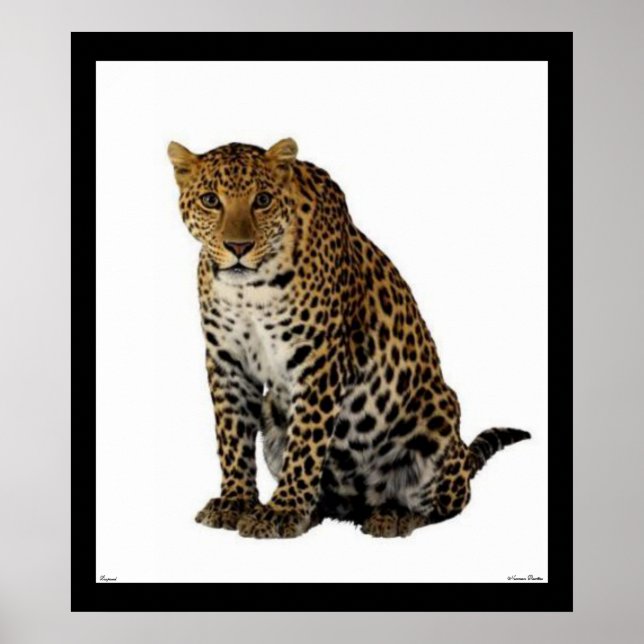 Leopard Poster (Front)