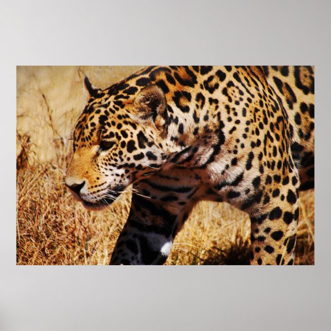 Leopard Poster (Front)