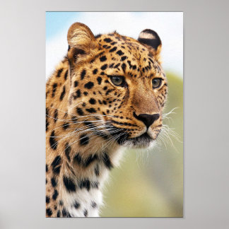 Leopard Poster