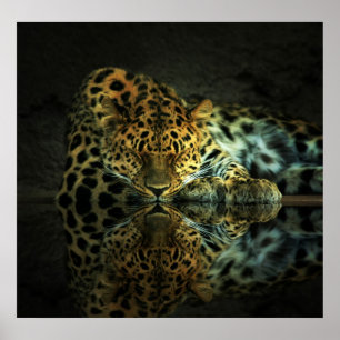 Leopard Poster