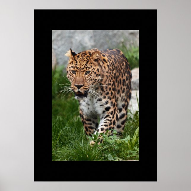 Leopard Poster (Front)