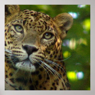 Leopard Poster Print